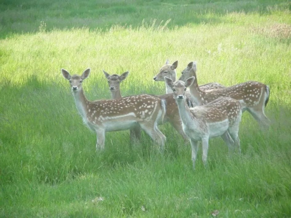 Fallow deer at animal park DierenRijck Reuver