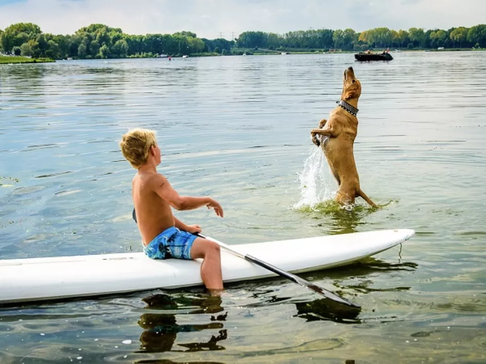 Watersjportiefestasie: Hondenzwemmen - Jongen op een supboard kijkt naar een hond die springt in het water op een zonnige dag aan het meer.