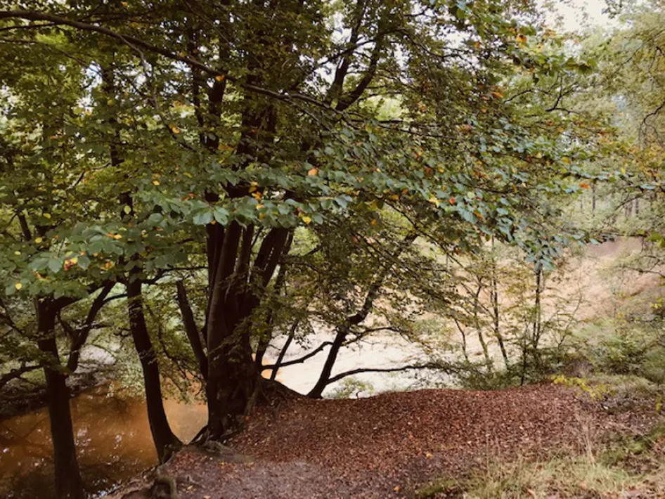 Bospad langs een meanderende beek in het Leudal, met bomen en een tapijt van bladeren op de oever
