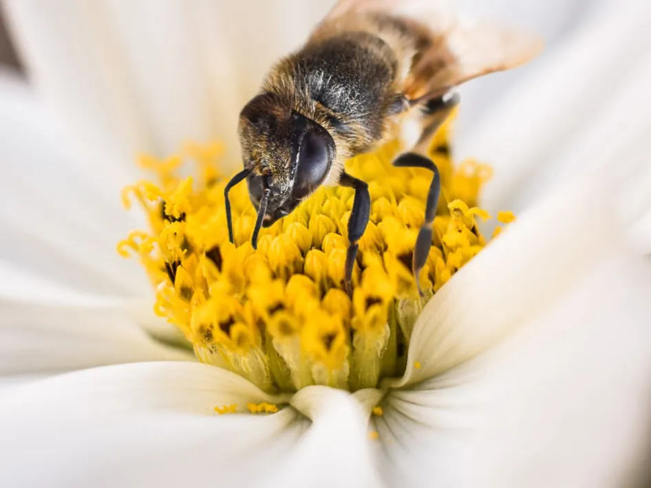 Close-up van een honingbij die nectar verzamelt uit het hart van een witte bloem met felgele meeldraden.