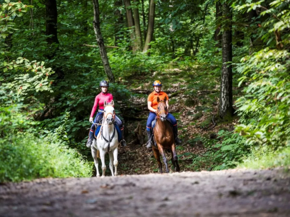 Paardrijden in het bos