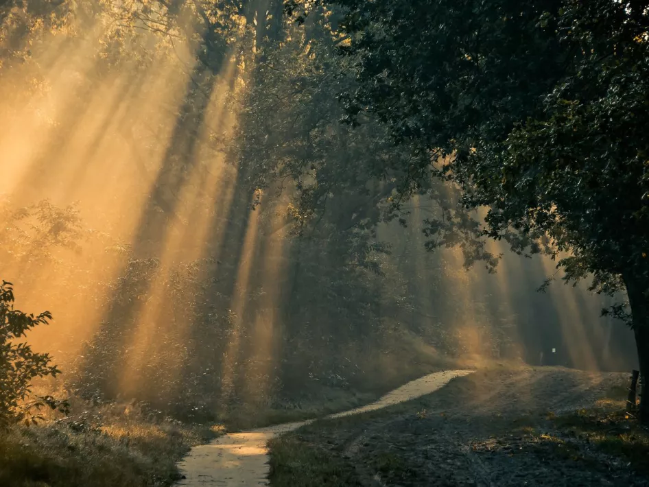 Zonnestralen breken door het bladerdak boven een kronkelend bospad, waardoor de ochtendmist in het bos goudachtig oplicht.