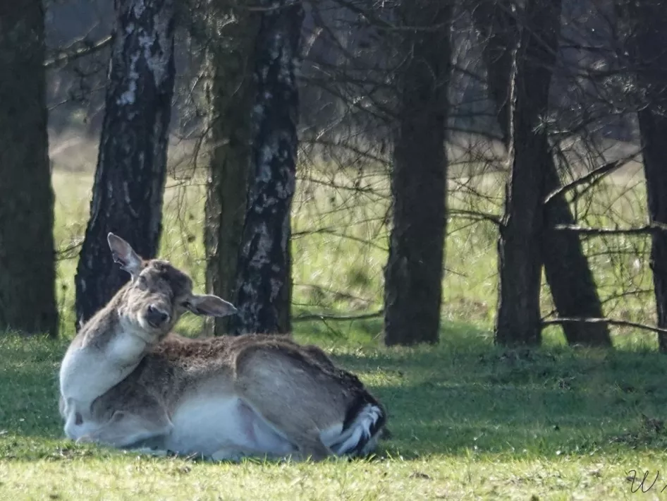 Willem van Doezelaar