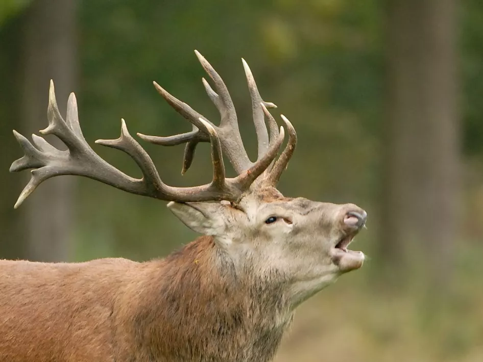 Röhrender Hirsch mit imposantem Geweih während der Brunftzeit im Weerterbos
