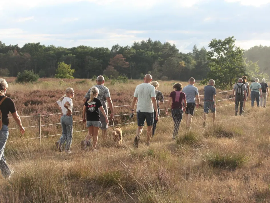 Wandelaars van de Avond4Daagse Altweerterheide lopen door het heidelandschap.