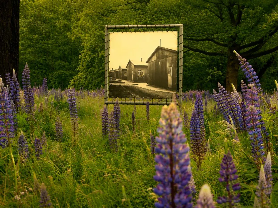 Bloeiende paarse lupines met een historisch fotopaneel als sfeerbeeld voor de documentaire Waar ooit de lupine bloeide tijdens de Collectieve Sintibedevaart en Gedenkdag in Roermond.