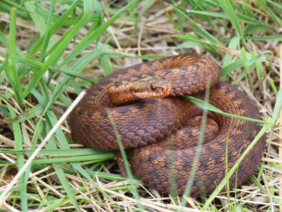 Een adder ligt in een defensieve houding in het gras tijdens de Excursie Op zoek naar reptielen