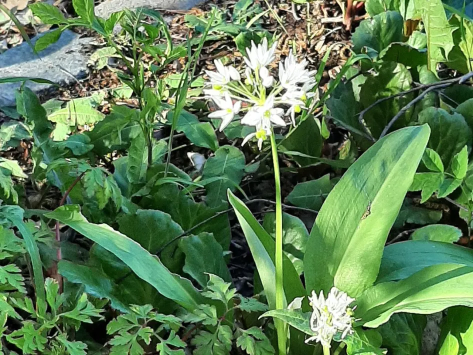 planten in de florawandeling
