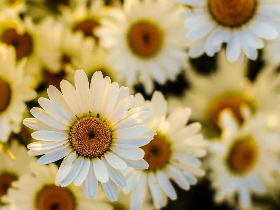 Close-up van Madeliefjes in het teken van het Geluksweekend