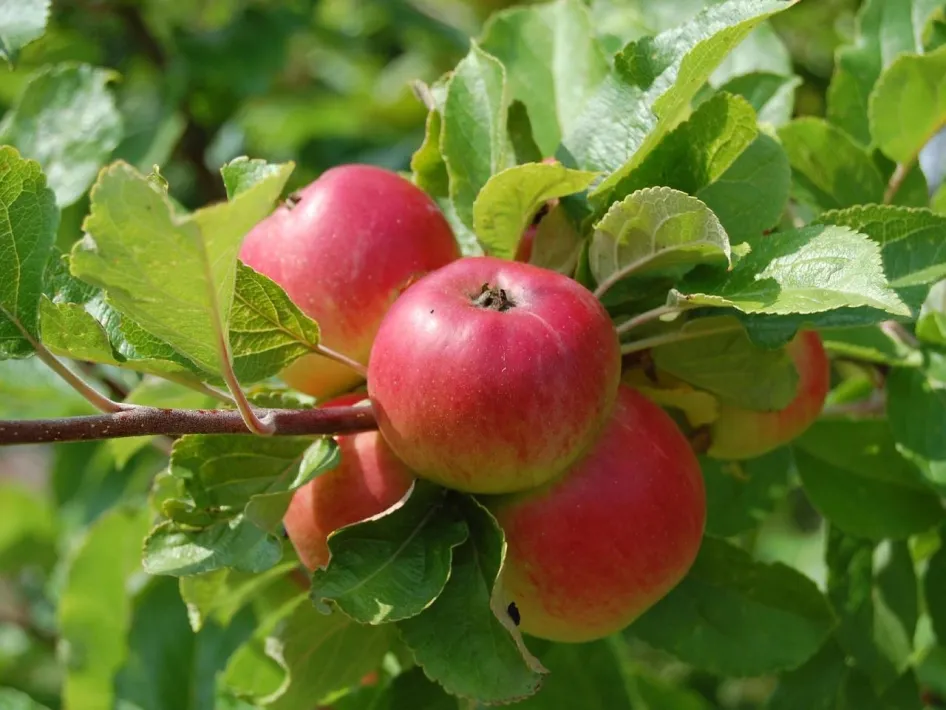Een productieve fruitboom: appels groeien aan een boom