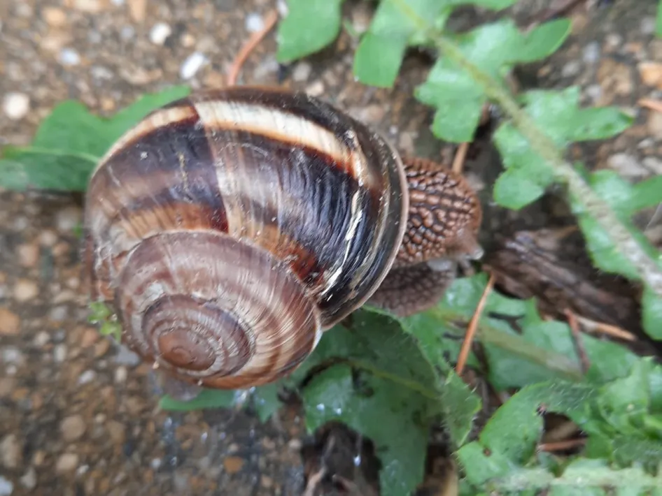 Natuuravontuur voor kinderen: close-up van een grote huisjesslak tussen bladeren op de bosbodem.