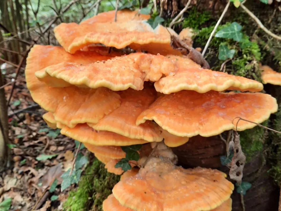 Oranje paddenstoelen op een boomstam tijdens de Paddenstoelenwandeling in het Leudal.