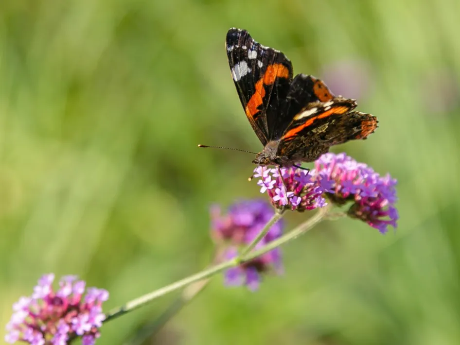Vlinders in de Groote Peel: vlinder met zwarte, oranje en witte vleugels op paarse bloemen.