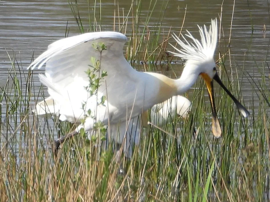 Lepelaar met gespreide vleugels in het riet tijdens de Vogelwandeling door Sarsven en De Banen
