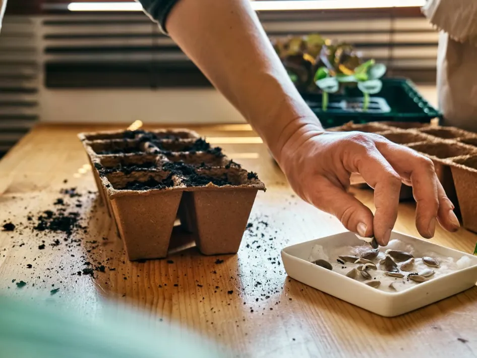 Workshop zaaien en stekken met zaden, potgrond en jonge plantjes op tafel.