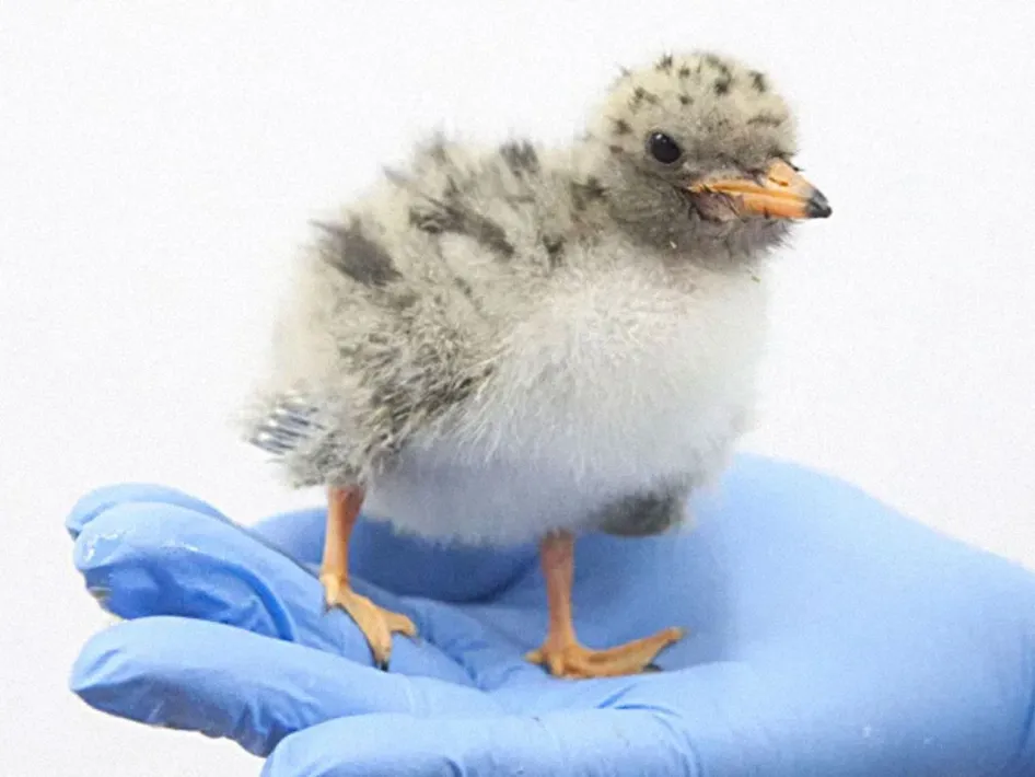 Een jong vogelkuiken staat op een blauwe handschoen van een dierenverzorger.