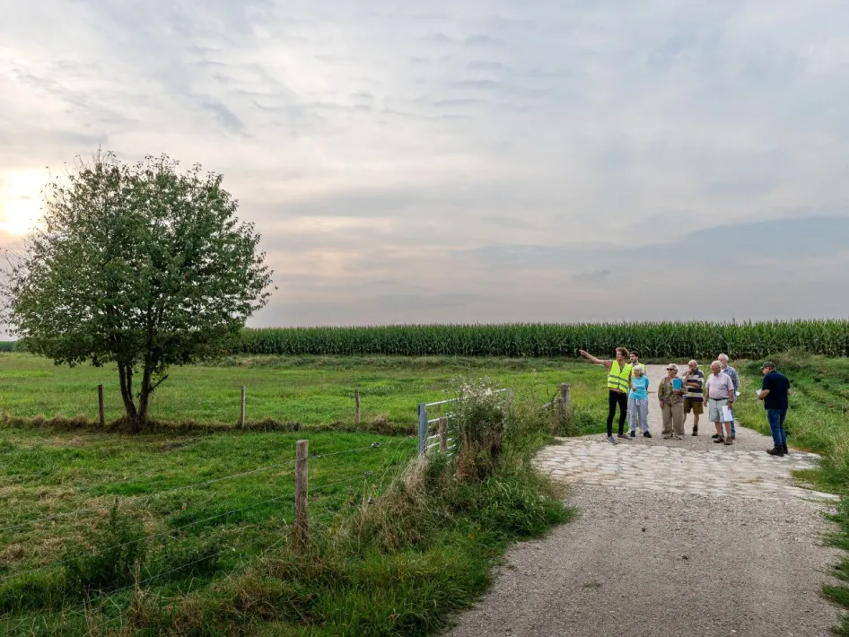 Een groep wandelaars staat op een landelijk pad bij een boom en een maisveld, terwijl een gids in geel hesje iets aanwijst in de verte onder een licht bewolkte avondlucht.
