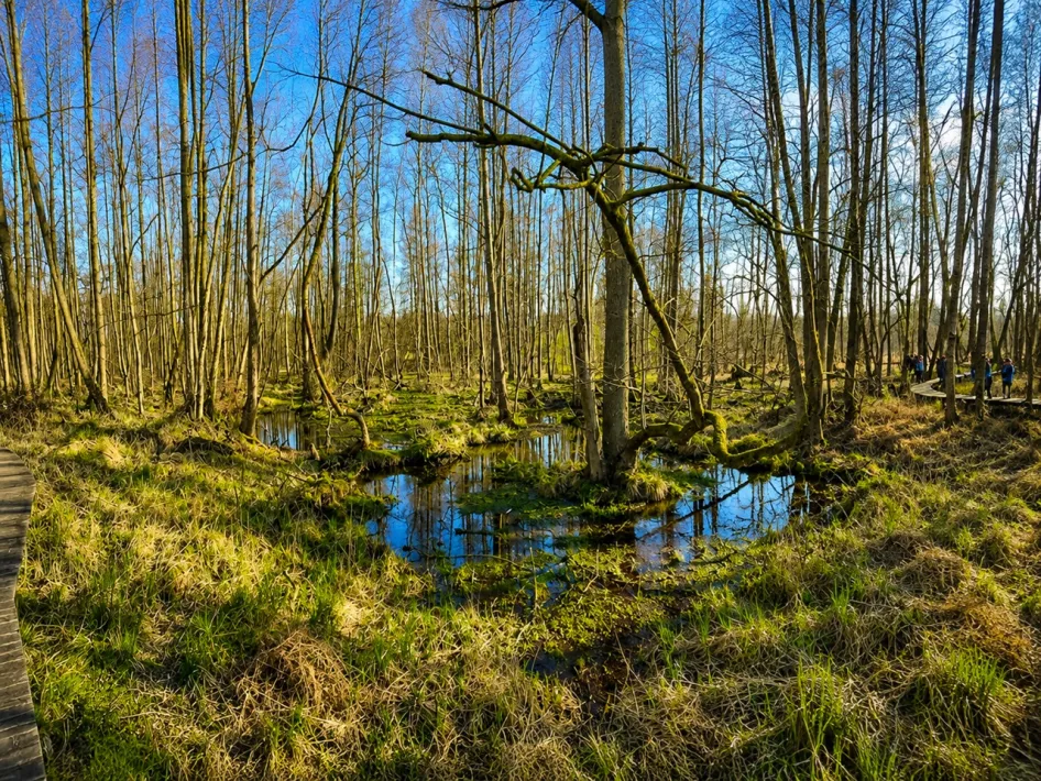Vlonderpad langs de Roode Beek, een waterrijk bos met kale bomen, grassen en kleine waterplassen.
