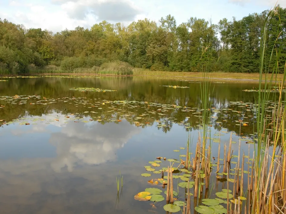 Ven met waterplanten en weerspiegeling van wolken tijdens de Excursie Sarsven en De Banen.