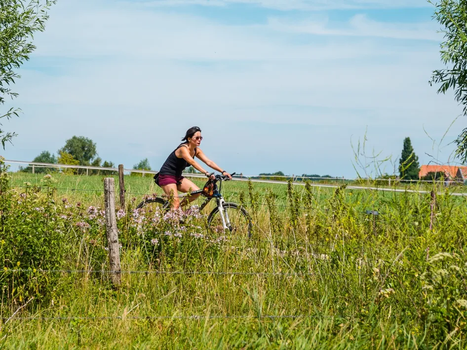 Ein Radfahrer fährt durch die grüne Maaslandschaft entlang der Radtour Mutter Maas zwischen Grathem und Neer.