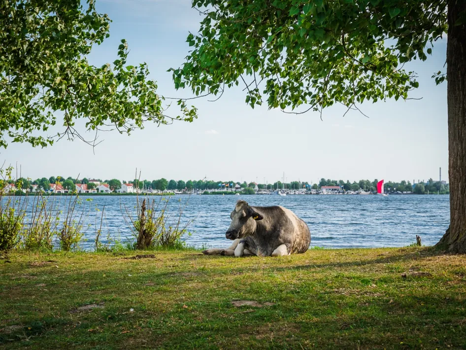Koe rust aan de oever van de Maas met uitzicht over het water langs de fietsroute Moeder Maas.
