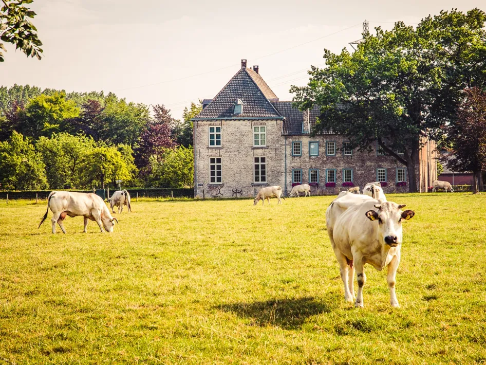 Koeien in de wei bij een historische boerderij in Zuidewijk Spick.