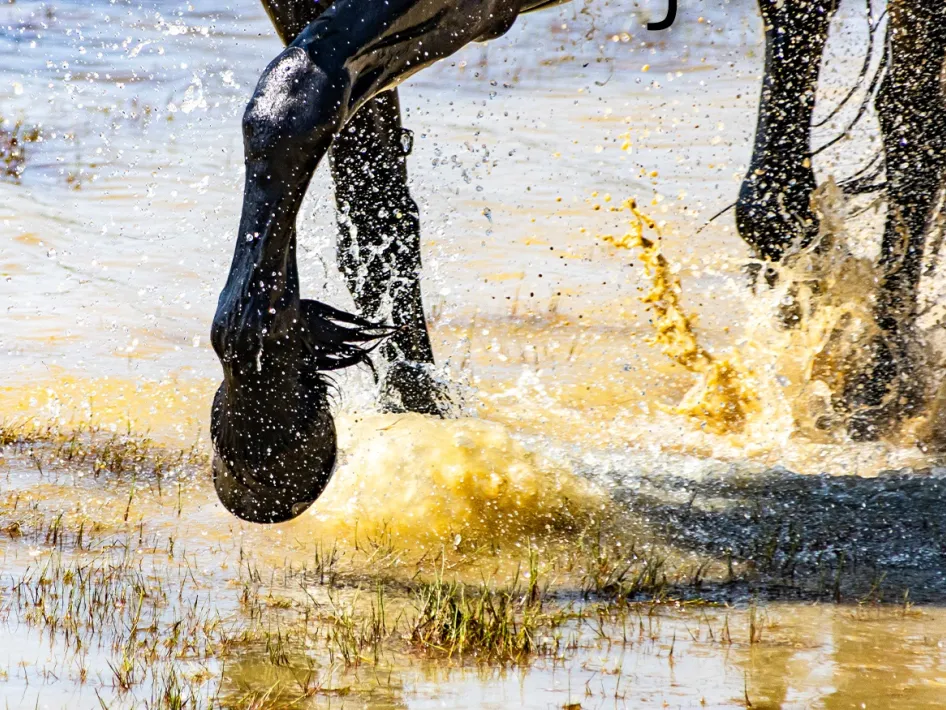 Close-up van galopperende paardenhoeven die opspattend water veroorzaken, een actiefoto uit de jubileumexpositie van Fotogroep Weert.