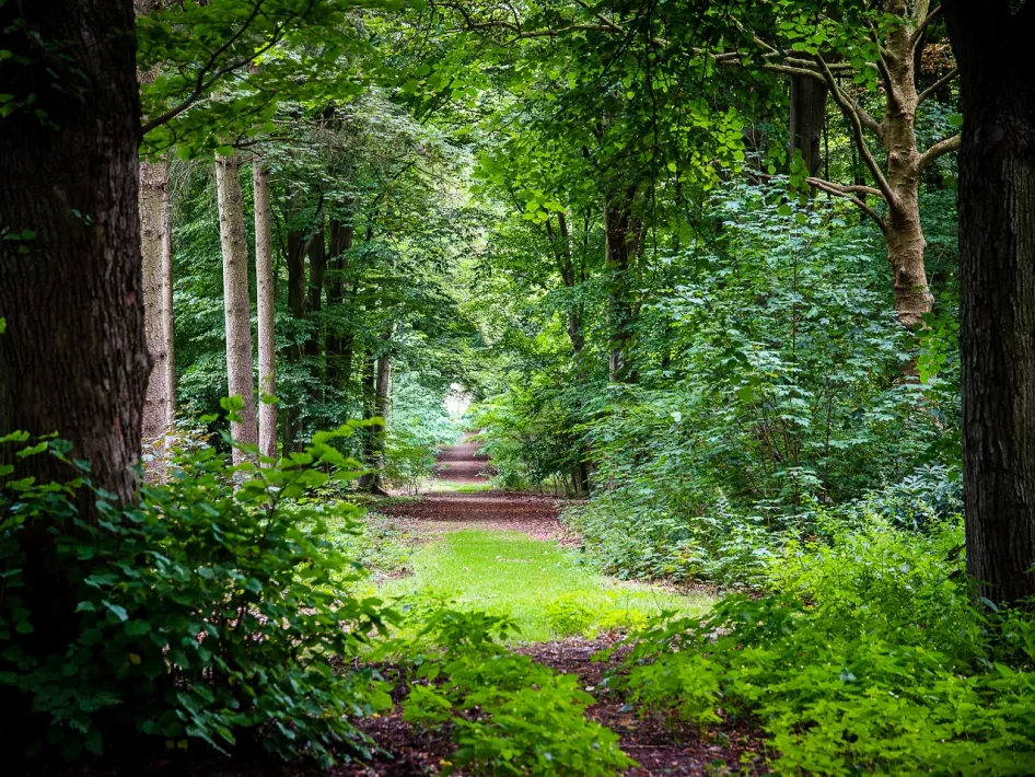 Place of Happiness 25 Roerdalen: The Council of Elf