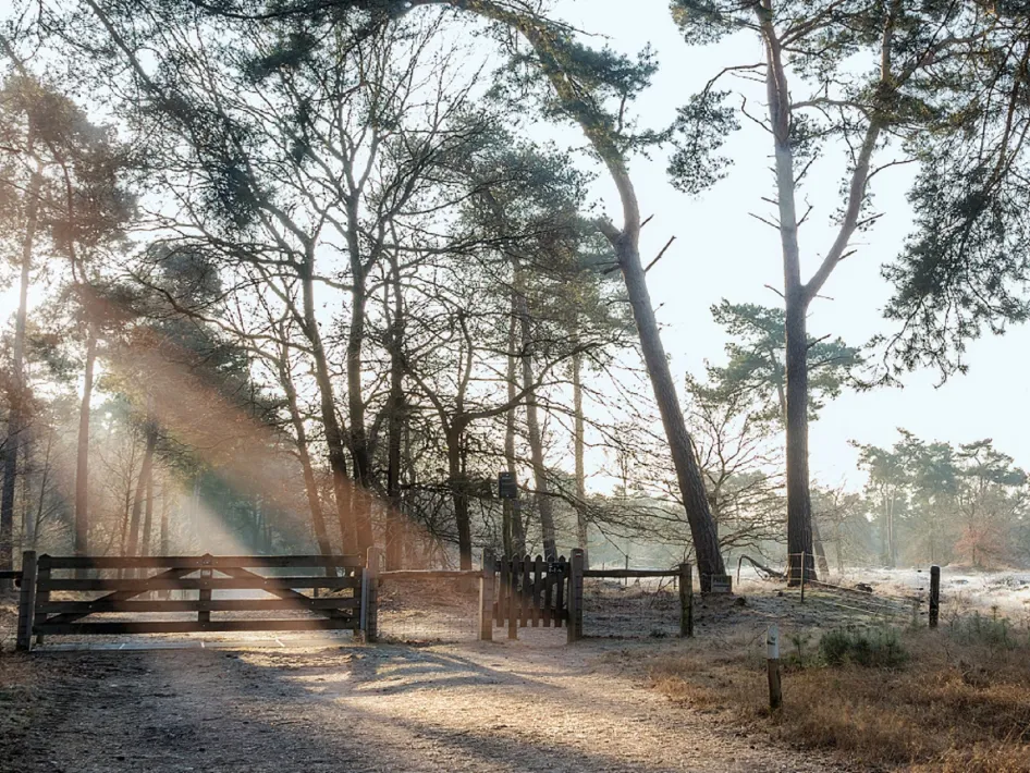 Zonlicht valt tussen de bomen op een bospad met houten hek en toegangspoort in een winterse omgeving