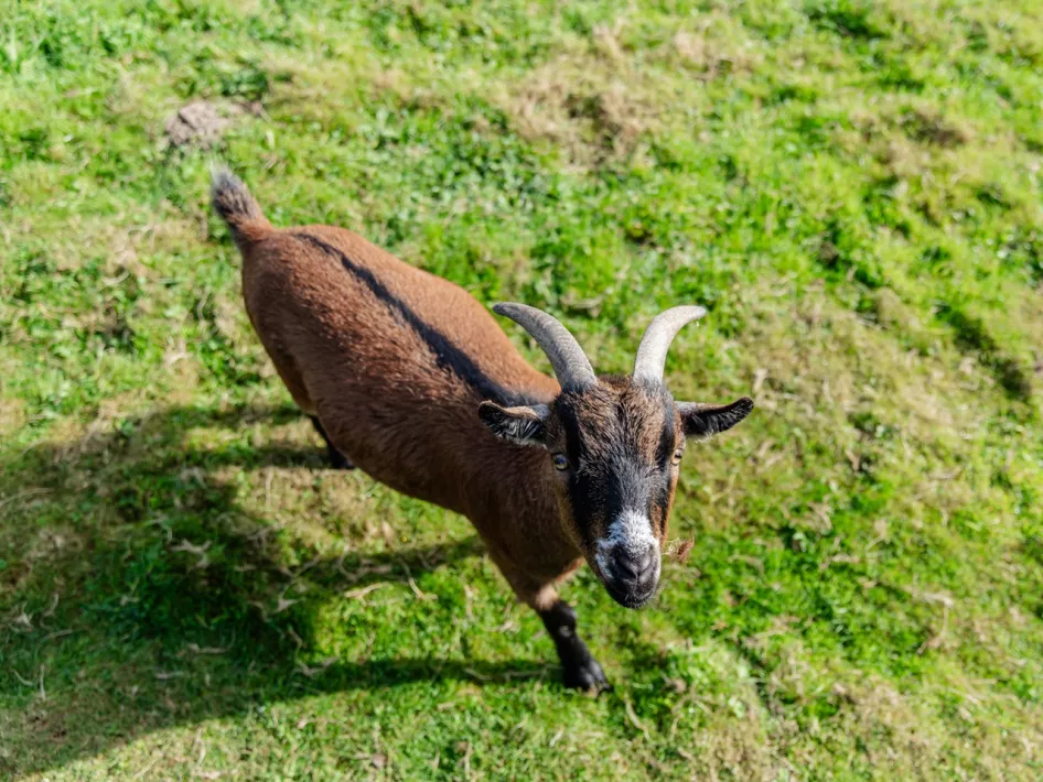 Geit kijkt in de camera bij groepsverblijf De Jonkhof