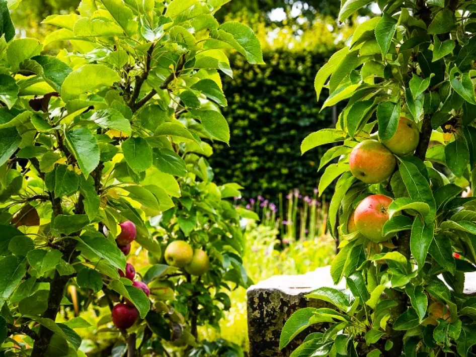 De appelgaard staat in volle bloei bij Chateau De Raay