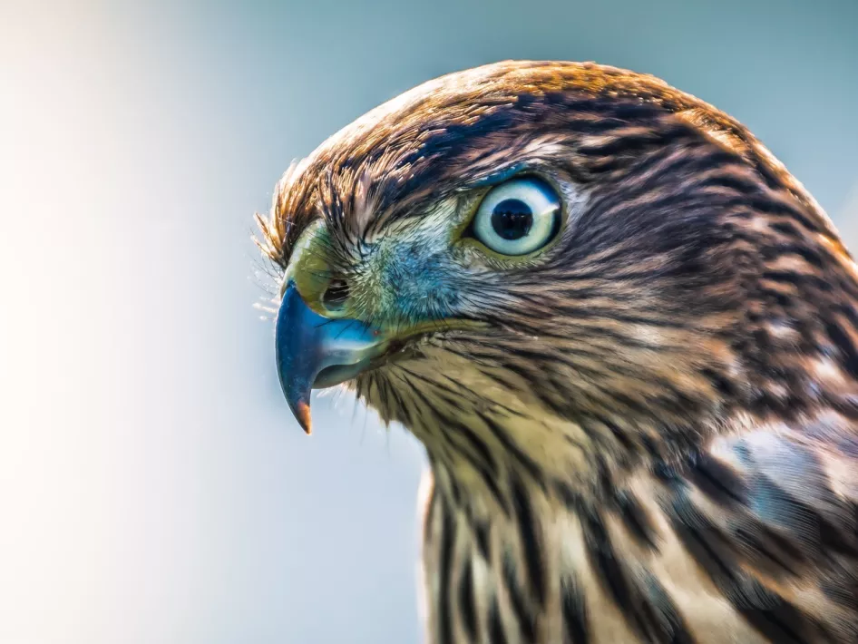 Close up of a hawk