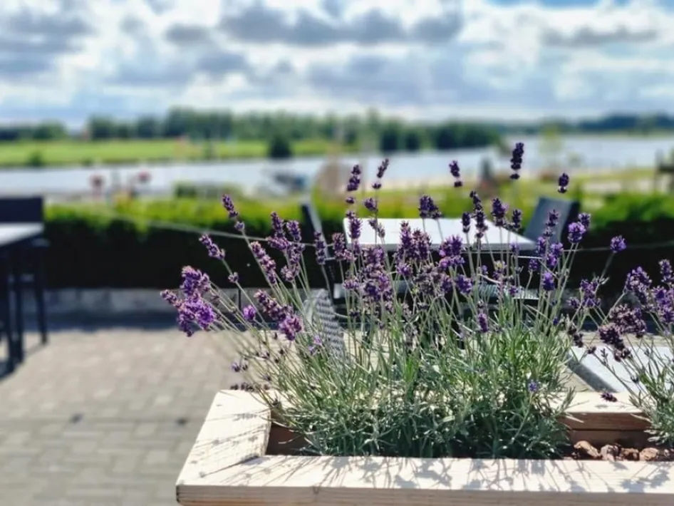 Lavendel op het terras van Heere aan de Maas met uitzicht over het water.