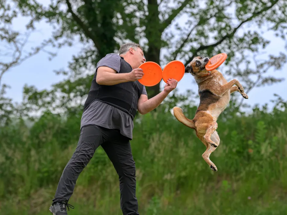 Hond springt hoog in de lucht om een frisbee te vangen tijdens een spectaculaire hondenfrisbee demonstratie.