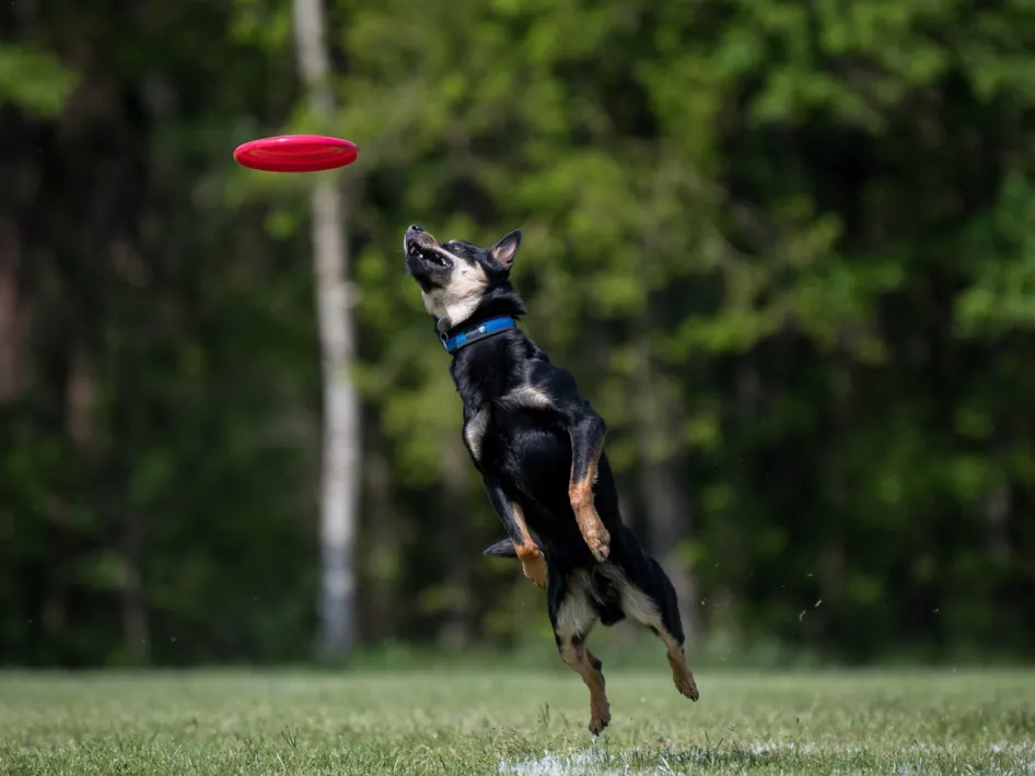 Hond springt omhoog om een frisbee te vangen tijdens een hondenfrisbee wedstrijd op een grasveld.