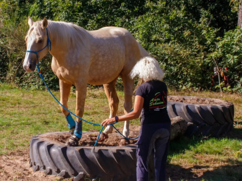 Horse Experience XT1