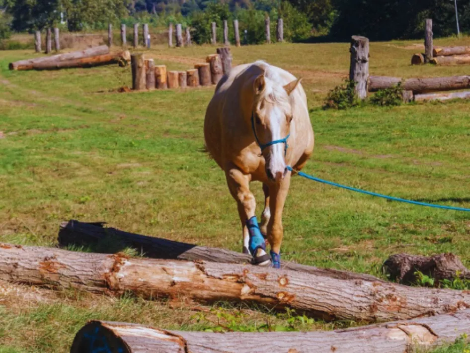 Horse Experience XT2