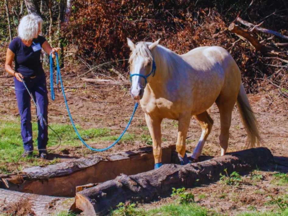 Horse experience XT3