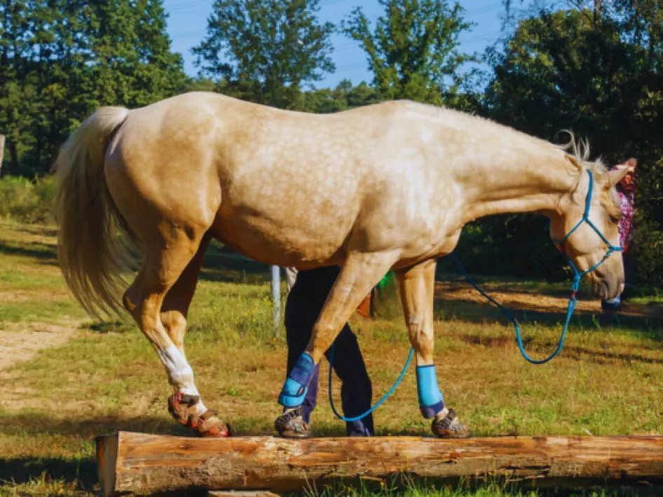 Horse Experience XT6 evenwichtsbalk