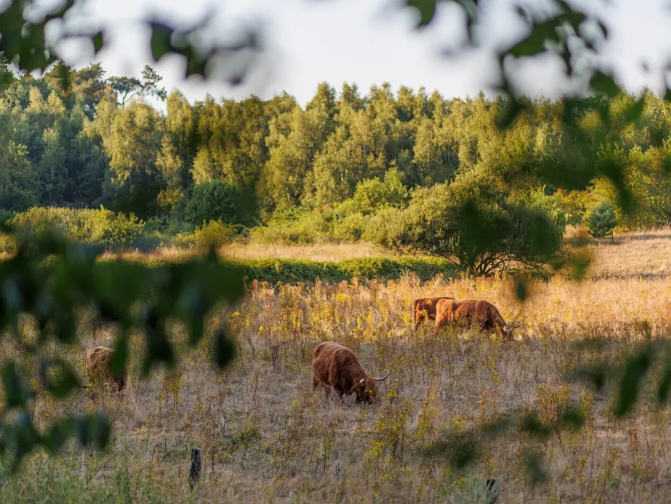 Schotse Hooglanders grazen in een open veld met bosrand in Nationaal Park De Meinweg