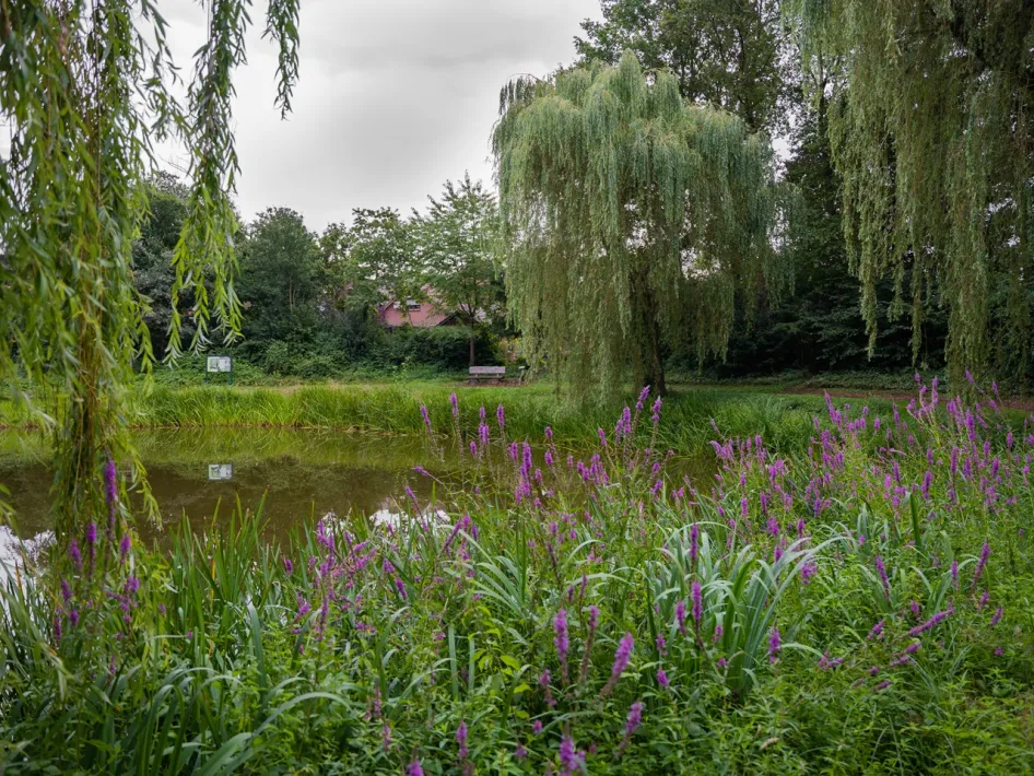 Teich mit lila Blumen und Trauerweiden im Mortelpark in Beesel, mit einer Bank auf der gegenüberliegenden Seite.