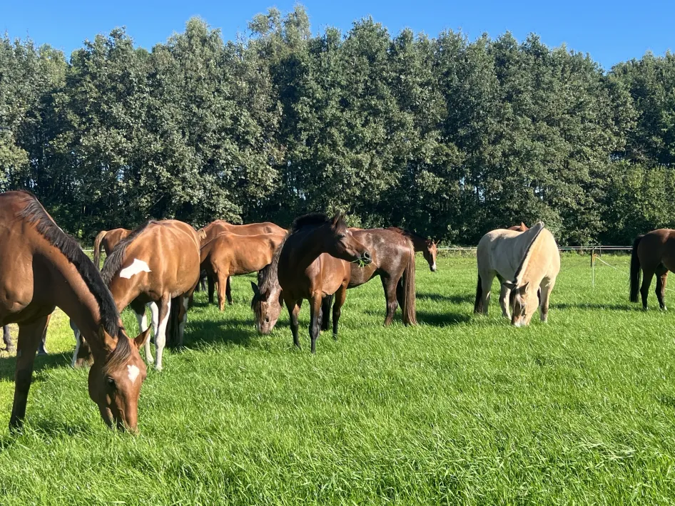 Caprilli paarden op de wei
