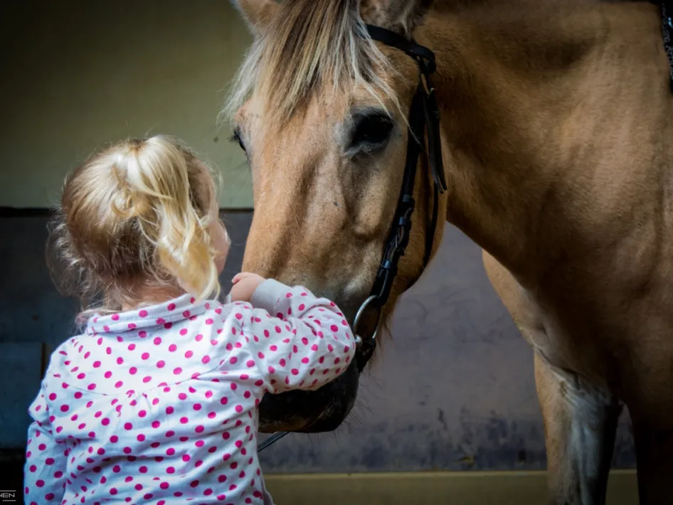 een meisje aait een paard over zijn snuit in een stal.