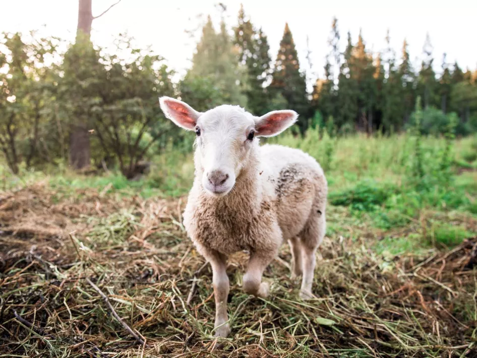 Lammetje kijkt in de camera tijdens de Lammetjesdagen in Ysselsteyn