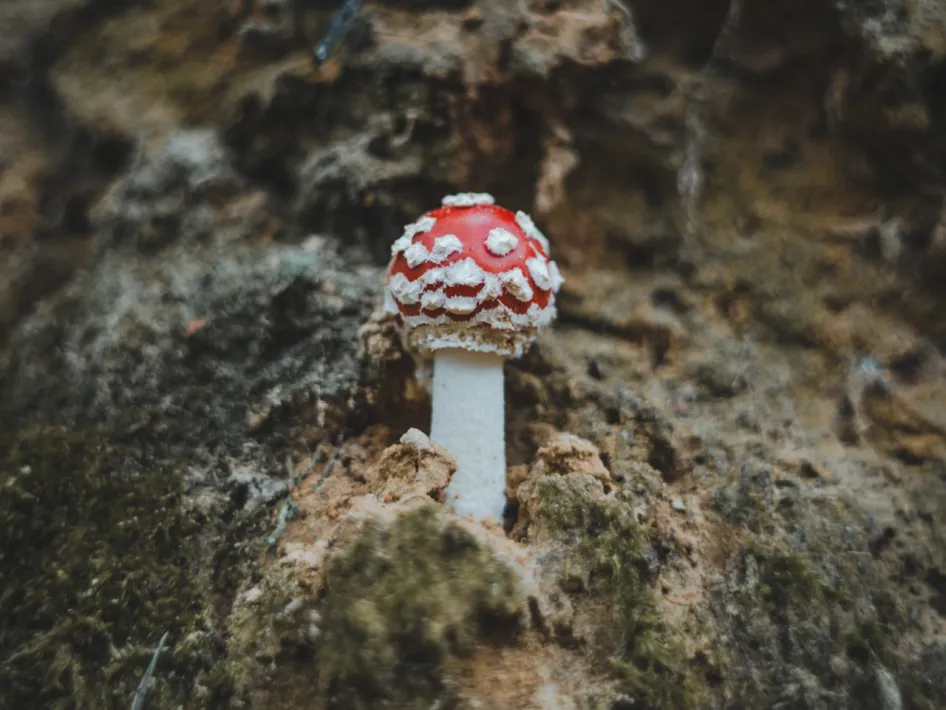 Een rood met witte paddenstoel tussen mos en aarde in het bos, passend bij het thema voor de lezing - paddenstoelen in het Leudal.