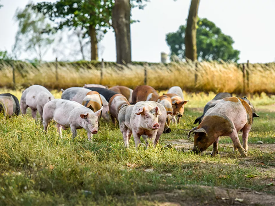 Livar Klosterschweine