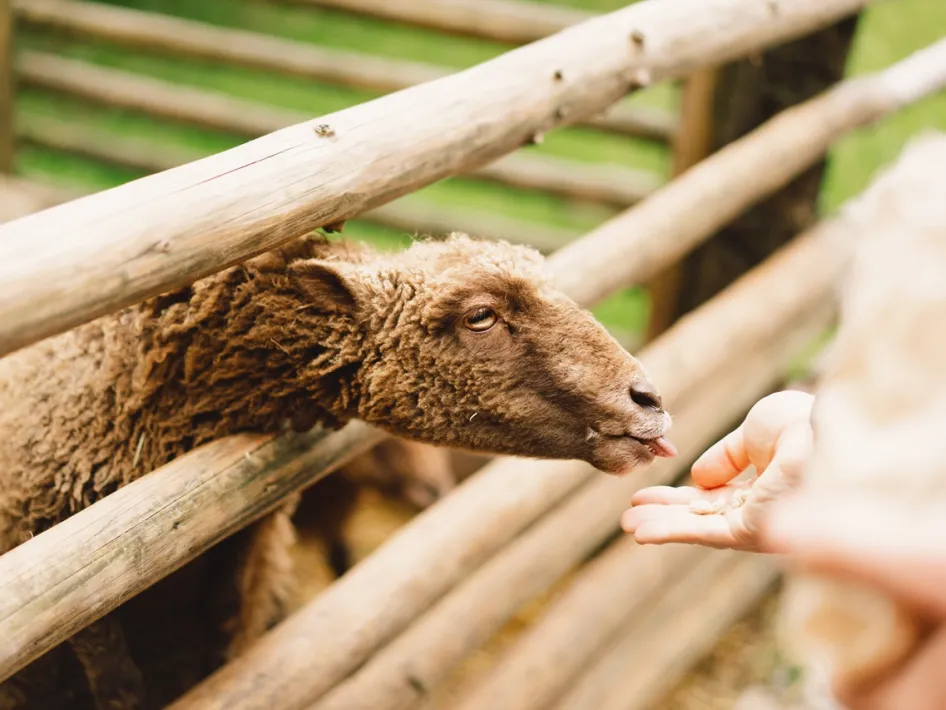 Bruin schaap eet uit de hand van een bezoeker tijdens Loeren bij de Boeren, achter een houten hek op het erf.