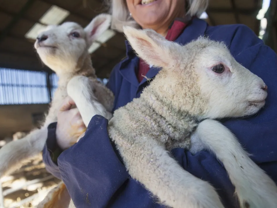 Twee jonge lammetjes worden vastgehouden door een boerin tijdens Loeren bij de Boeren, in een stal met daglicht.