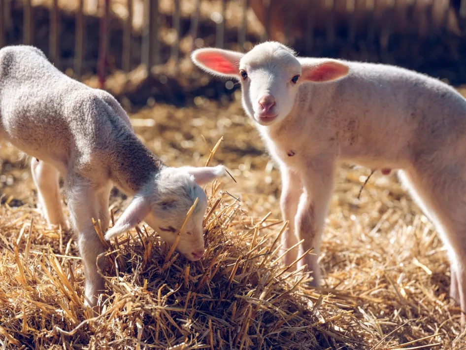 Twee nieuwsgierige lammetjes staan in het stro op een boerderij tijdens Loeren bij de Boeren.