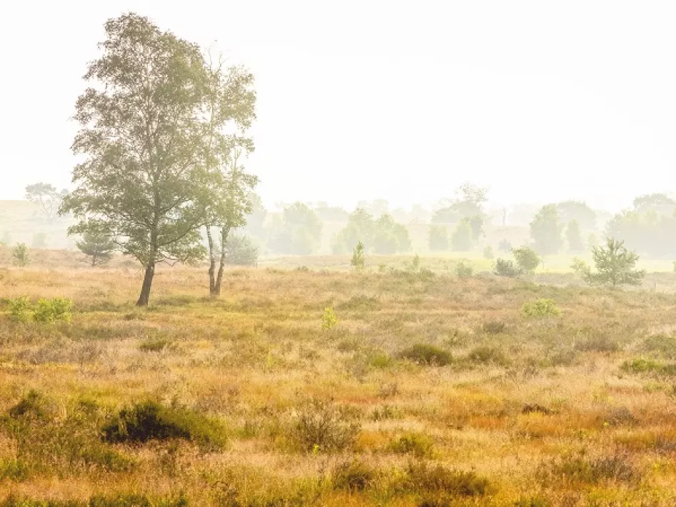 Heidegebied Gennep